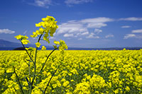 ���l���t